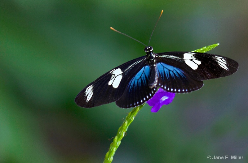 Black and Blue Tropical Butterfly
