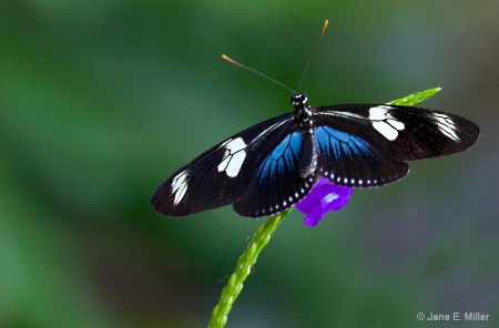 Black and Blue Tropical Butterfly