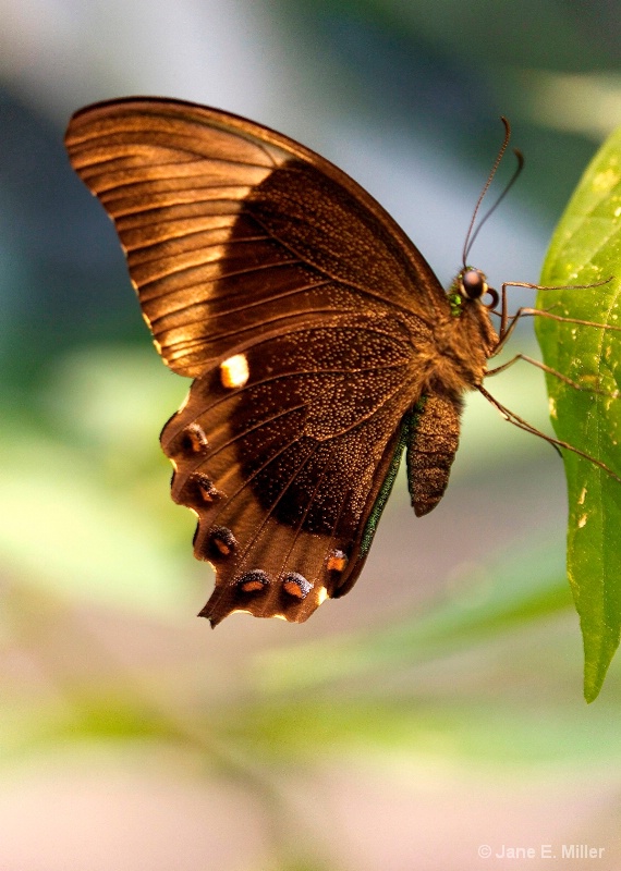 Brown Tropical Butterfly
