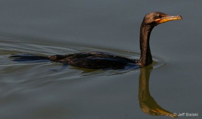 Cormorant Bird Swimming 