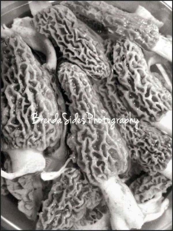 ~Morels Soaking in Salt Water~