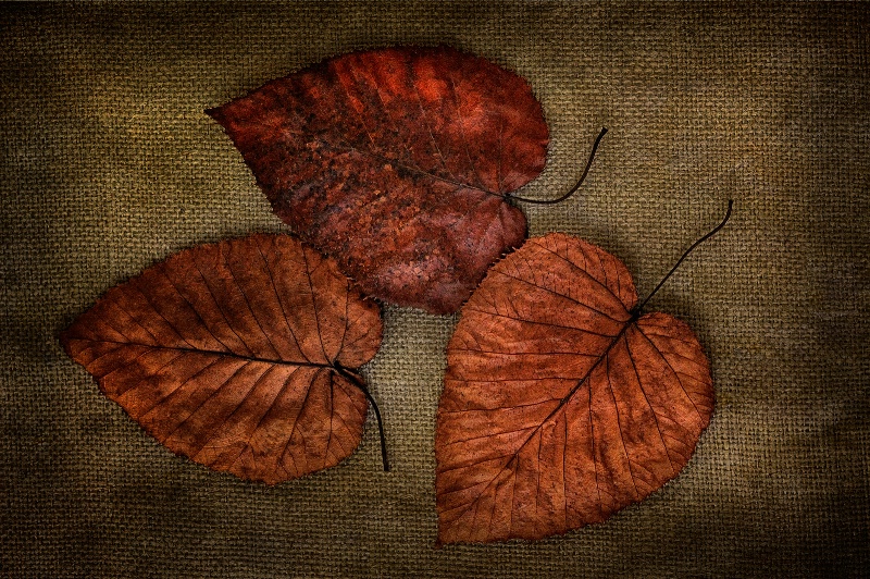 Three Leaves on Burlap