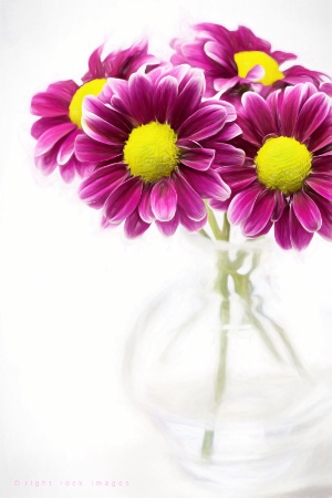 Painted Daisies