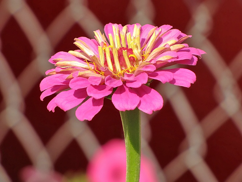 Zinnia