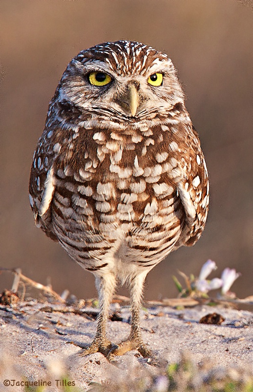 Burrowing Owl - ID: 14695798 © Jacqueline A. Tilles