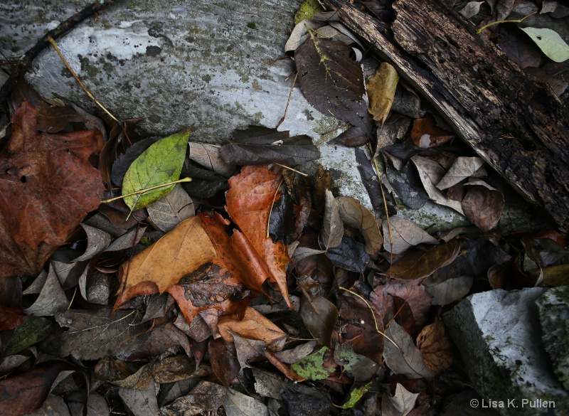 Forest Floor Detail II