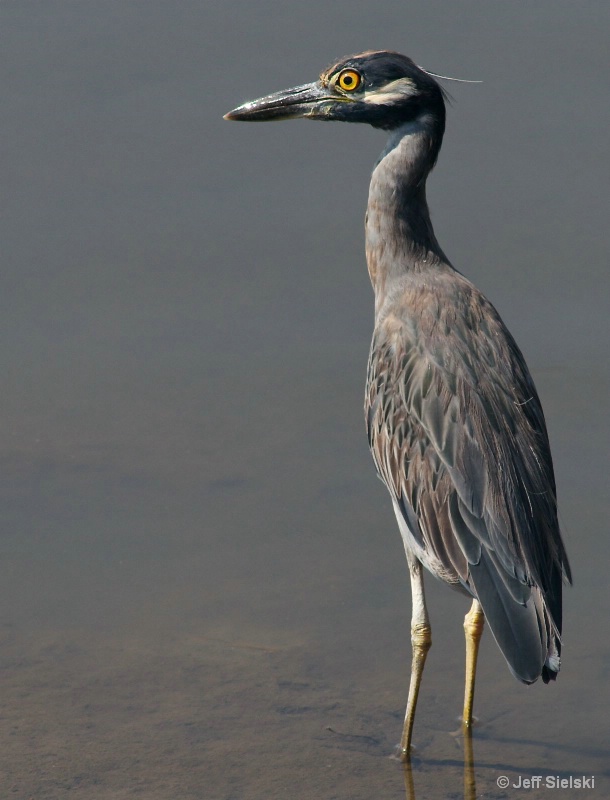 Blue Heron Standing at Shoreline 