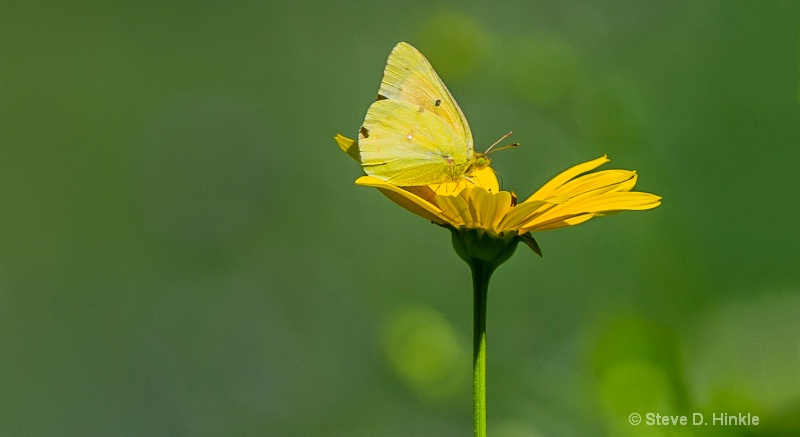 Yellow On Yellow