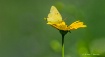 Yellow On Yellow