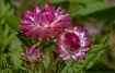 Everlastings 2