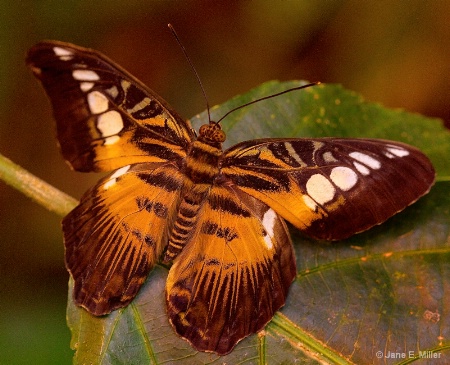 Tropical Brown and Orange Butterfly