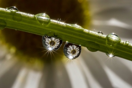 Daisy Eyes