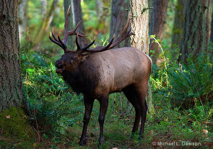 Roosevelt Elk Bugling