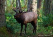 Roosevelt Elk Bug...