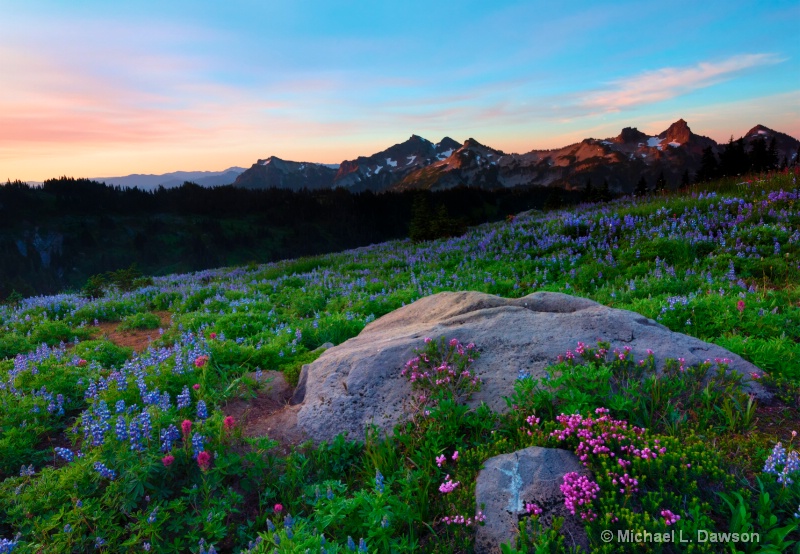 Wildflower Dawning