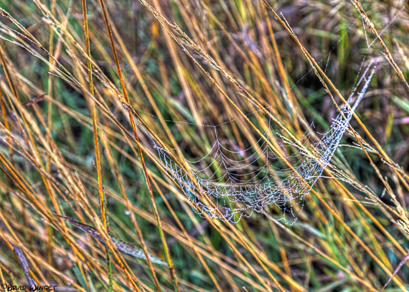 Webs we Weave