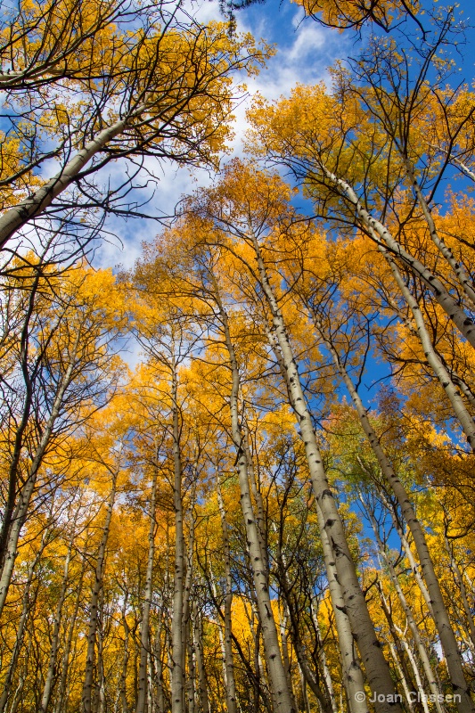 Reaching for the Sky