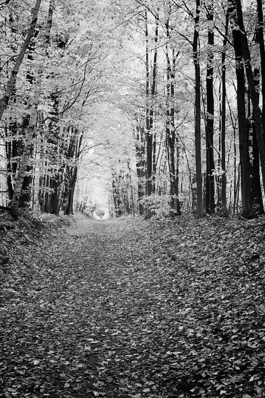 Carpet of Leaves