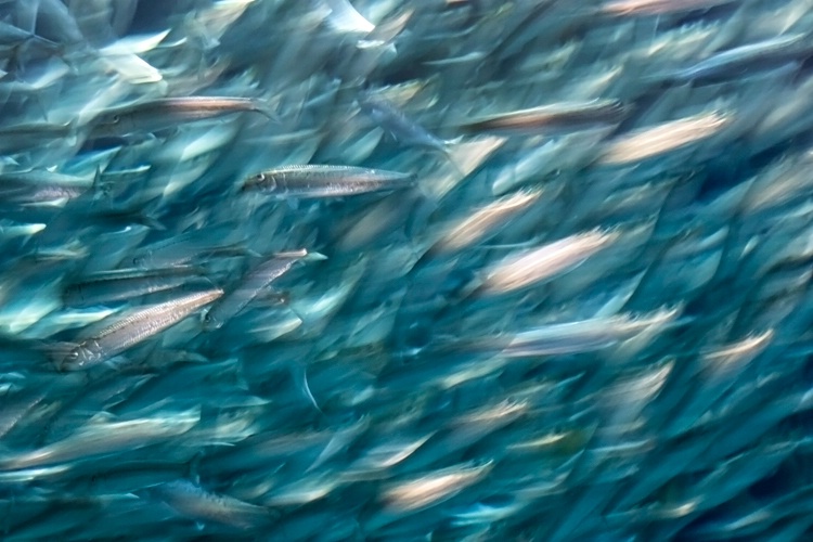 Sardines