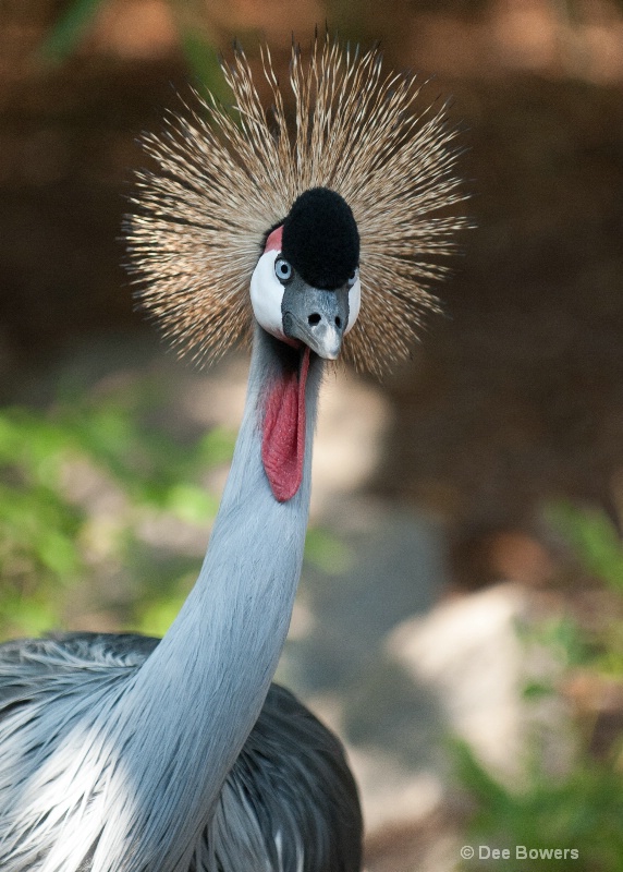 Grey Crowned Crane