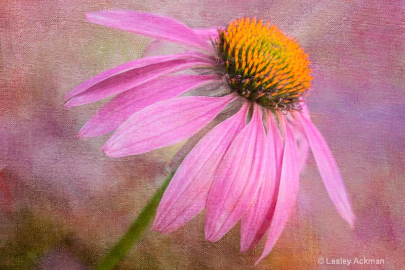 Coneflower Dreams