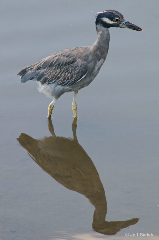 Blue Heron with Reflection