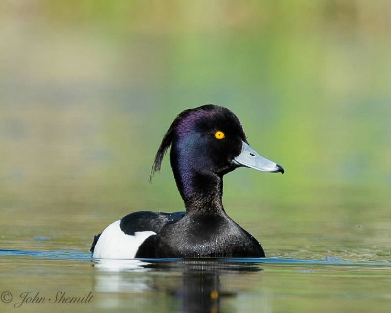 Tufted Duck, May 1st, 2013 - ID: 14697952 © John Shemilt