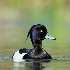 © John Shemilt PhotoID# 14697952: Tufted Duck, May 1st, 2013