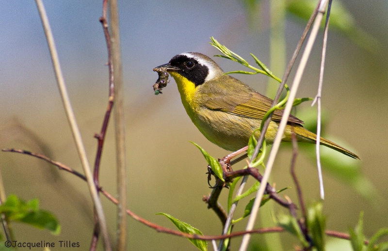 Common Yellowthroat - ID: 14697955 © Jacqueline A. Tilles