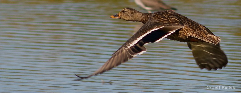 Duck in Flight 