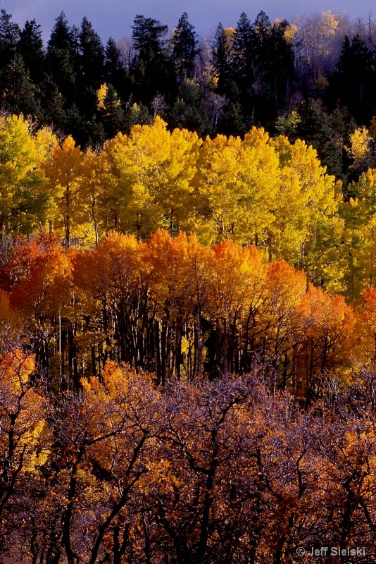 Fall Color in the Colorado Rockies 