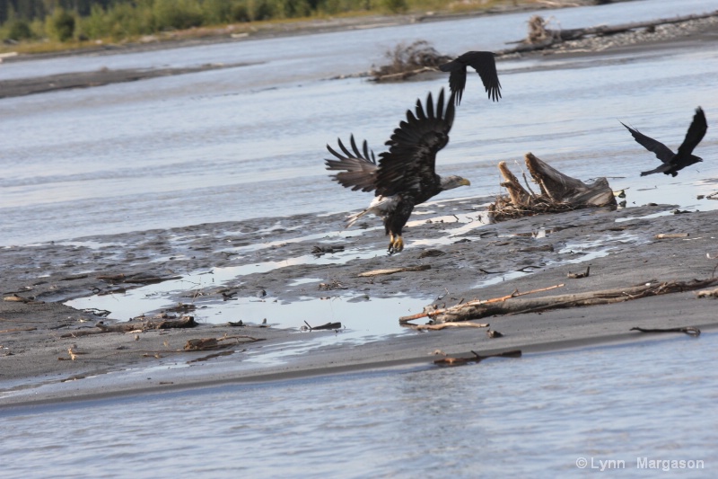 Eagles in Talkeetna Alaska