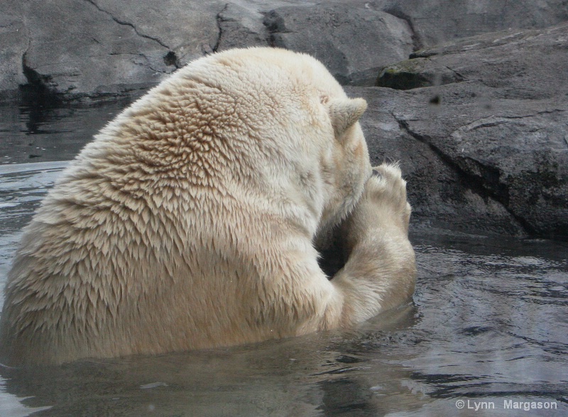 Praying polar bear, Anchorage Zoo