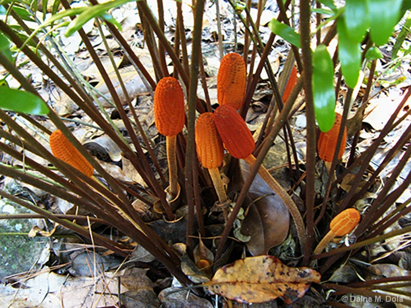 Florida Native Plant