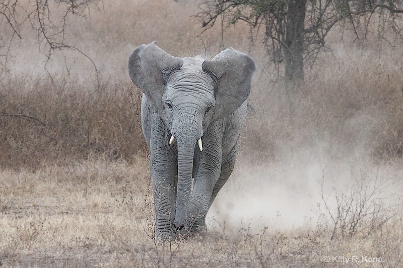 Charging Elephant - ID: 14699664 © Kitty R. Kono