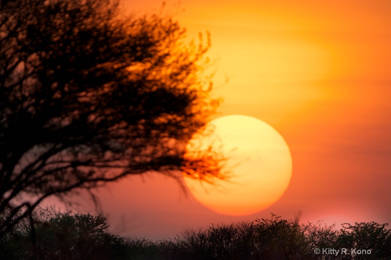 sunrise at ndutu 447 - ID: 14699678 © Kitty R. Kono
