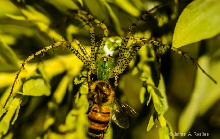 Spider VS Bee
