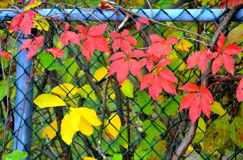 Fall foliage on fence