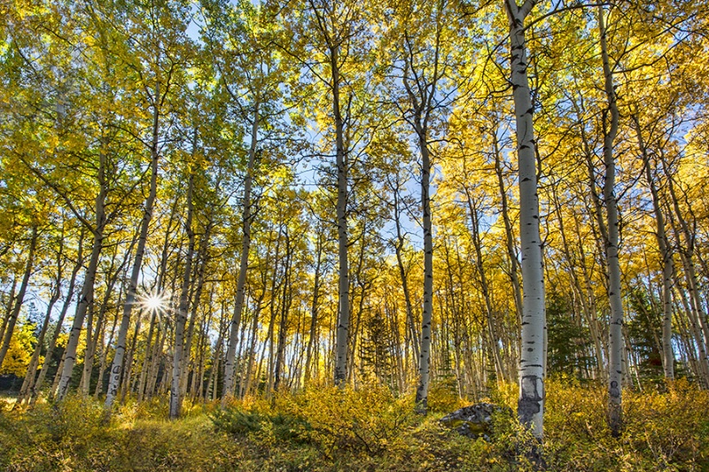 Morning in the Aspen Forest   