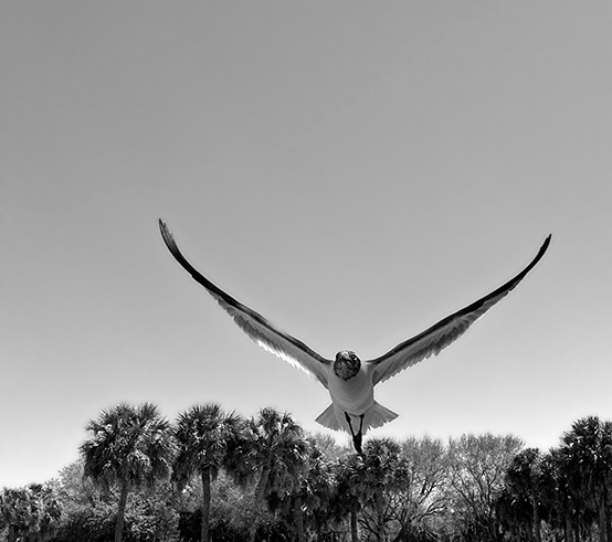 soaring gull