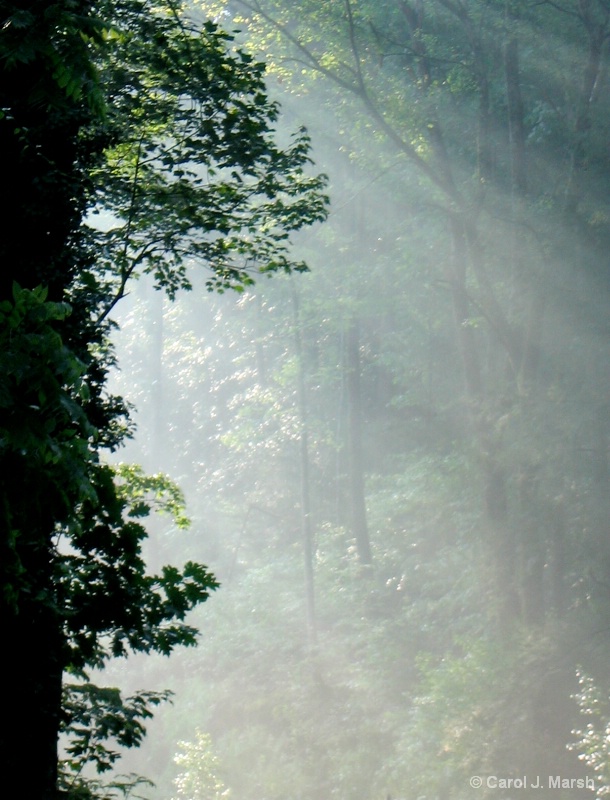 Misty forest Gatlingburgh,TN