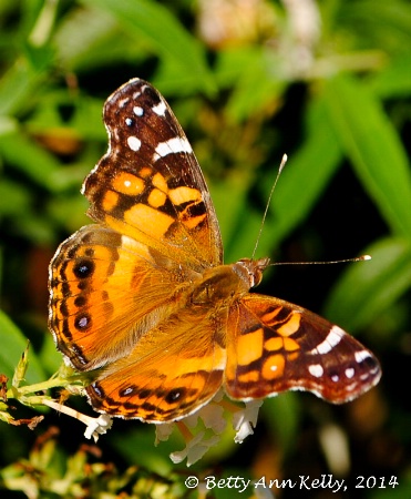 American Lady Butterfly