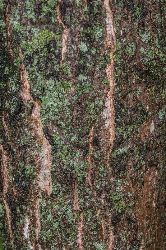 Moss on Bark-1