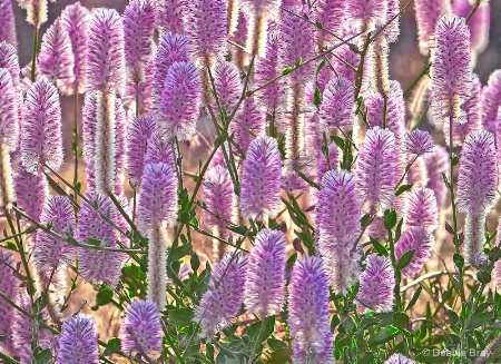 Australian wildflowers
