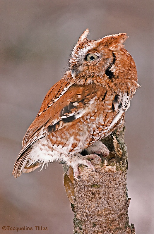 Eastern Screech Owl - ID: 14702050 © Jacqueline A. Tilles