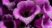 Fox Gloves