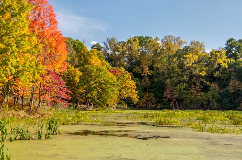 Autumn At The Pond