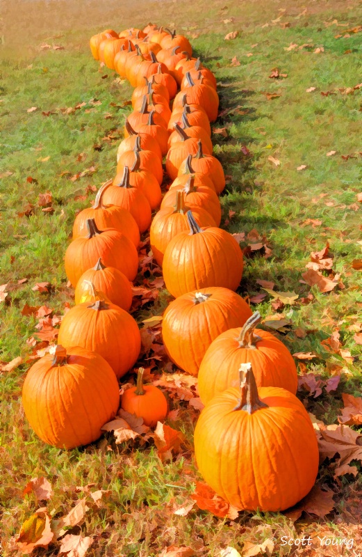 Pumpkin Line; Graves Mountain; Syria, Va. - ID: 14703839 © Richard S. Young