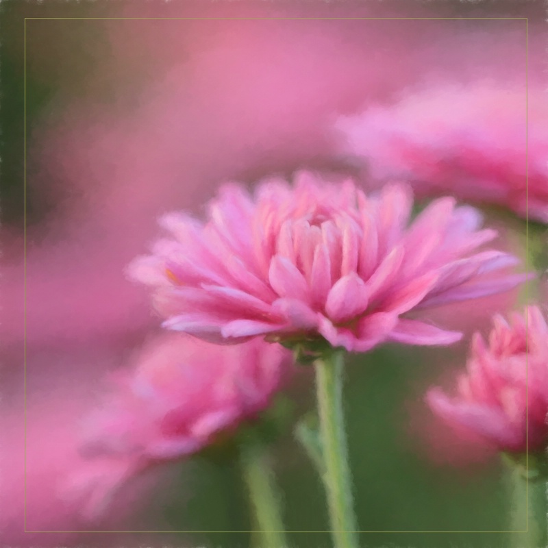 pink mums watercolor