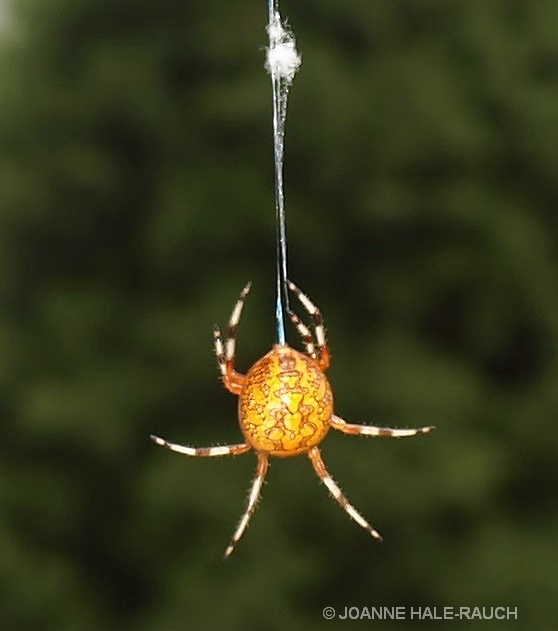 ORANGE SPIDER - ID: 14705091 © JOANNE HALE-RAUCH